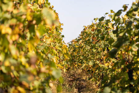 Lush Vineyard Rows with Autumn Foliage Under Clear Blue Sky.の写真素材