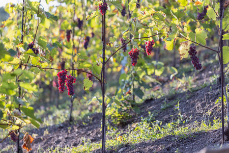 Vibrant Vineyard with Ripe Red Grapes on Vines in a Sunlit Hillside Landscapeの写真素材