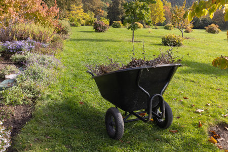 Autumn Garden Cleanup with Wheelbarrow in Park Setting.の写真素材