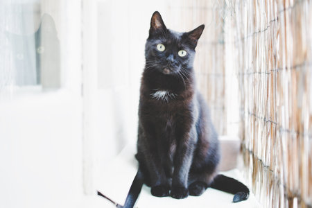 Black cat with bright eyes sitting indoors by a windowの写真素材