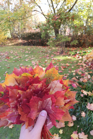 A hand holds colorful autumn leaves with a blurred garden backgroundの写真素材