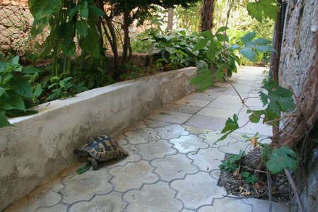 Outdoor tortoise exploring a paved outdoor garden path surrounded by greeneryの写真素材