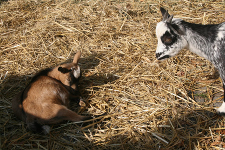 Two goats resting on straw and watching in the farm, one lying down, one standingの写真素材
