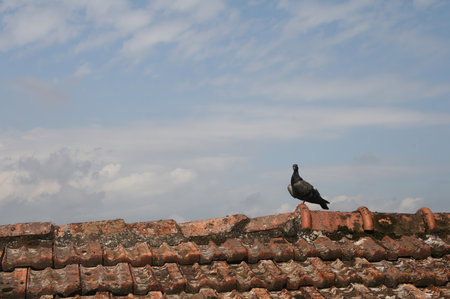 pigeon stands on weathered roof against blue cloudy skyの写真素材
