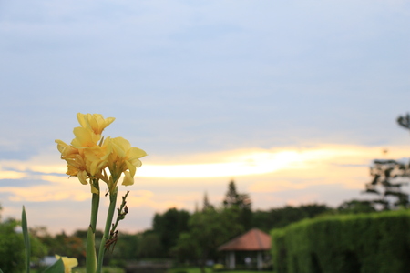 Single flower in evening.の写真素材
