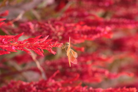 Butterfly on the red flower.の写真素材