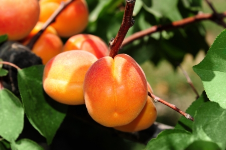 A branch with ripe apricots on a plantation の写真素材
