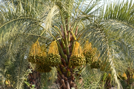 Dates on a palm tree in the Middle East
