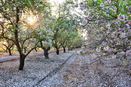 Beautiful almond garden in fading sun beams.の写真素材
