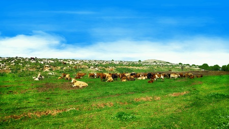 Herd of cows