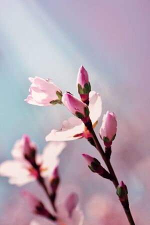 Beautiful almond flowers on a blurred background.の写真素材