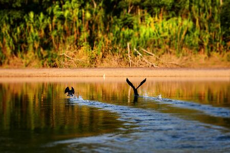 Madre de dios river in Peru. Birds running on water. Blurred background.の写真素材