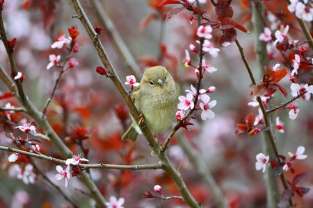 A little cute sparrow sits on a branch of a Japanese flowering plum tree.の写真素材