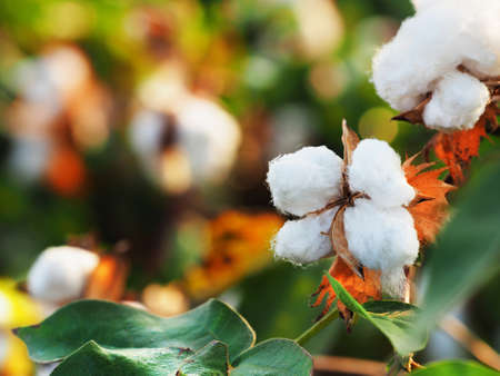Branch of cotton on a blurred background. Cotton closeup.の写真素材