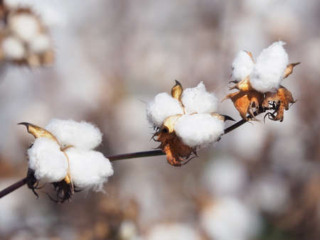 Branch of cotton on a blurred background. Cotton closeup in pale colors.の写真素材