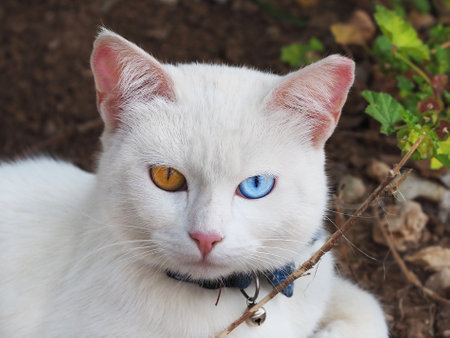 Portrait of a white cat breed Khao Manee from Thailand.の写真素材