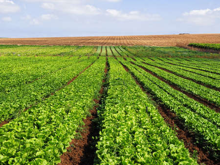 A field with fresh lettuce leaves. Israeli agriculture in the southern region.