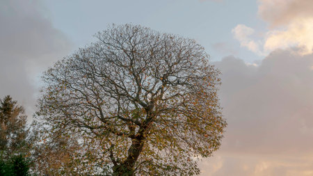 Silhouette of trees on the bottom of skyの写真素材