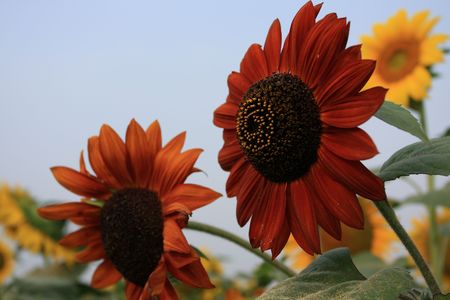 Sunflowers in full bloomの写真素材