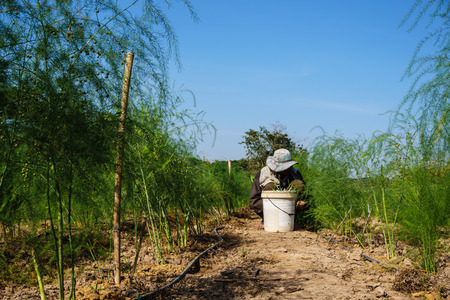 A man farmer harvest the asparagus as life of asianstyleの写真素材