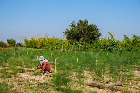 A man farmer harvest the asparagus as life of asianstyleの写真素材