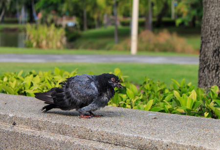 sick birds, birds are dyingの写真素材