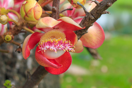 Cannonball Tree flower Couroupita guianensis over green background