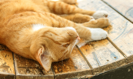 Cute little red kitten sleeps on wood floorの写真素材