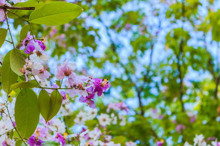 Tabak flower as beautiful of purple flower, selective focusの写真素材