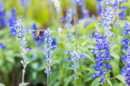 A bee on lavender flowersの写真素材