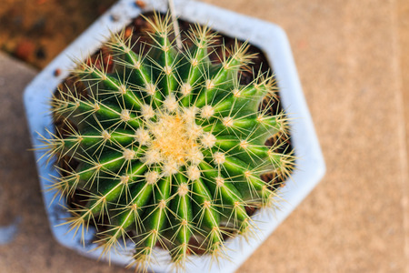 Golden Barrel Cactus in a Cactus gardenの写真素材