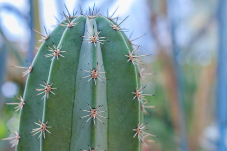 Golden Barrel Cactus in a Cactus gardenの写真素材