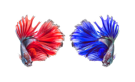 closeup beautiful fighting siam betta fish with isolate backgroundの写真素材
