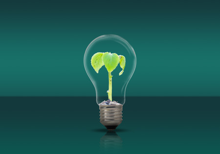 plant in the lamp ,conservation environment conceptの写真素材