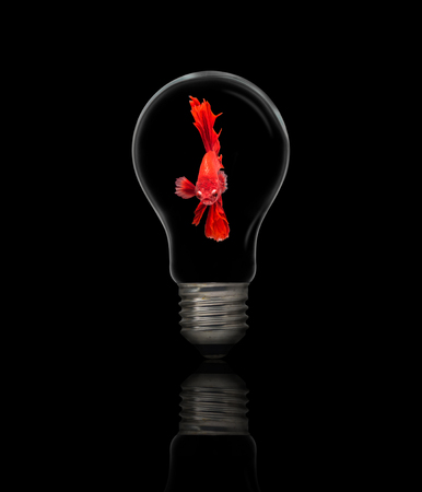 Betta fish inside an electric light bulb, lamp reflectの写真素材