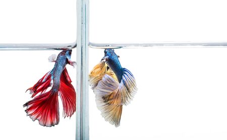 closeup beautiful fighting siam betta fish in aquariumの写真素材