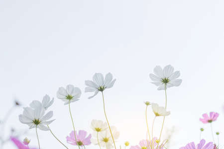 Beautiful  cosmos flower in garden with sunlight and blue skyの写真素材