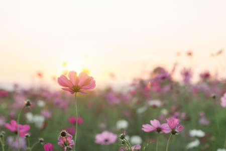 Beautiful  cosmos flower in garden with sunlight and blue skyの写真素材