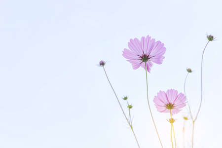 Beautiful  cosmos flower in garden with sunlight and blue skyの写真素材