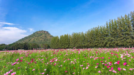 Beautiful Cosmos flowers field and tree with mountain and blue skyの写真素材