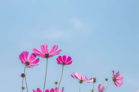 Beautiful  cosmos flower in garden with sunlight and blue sky