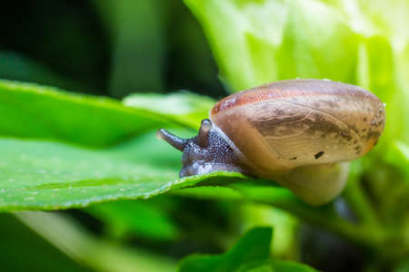 Macro the snails on green leaf with sunlightの写真素材
