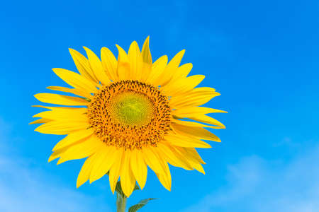 The sunflower in garden with blue sky backgroundの写真素材
