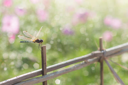 The Dragonfly perched on wood with bokeh light backgroundの写真素材