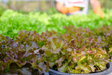 organic vegetable salad Organic lettuce, green oak salad, red oak lettuce, butterhead lettuce Grown...