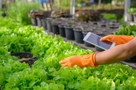 A young farmer is growing organic lettuce in the soil. Organic farmers monitor their organics to...