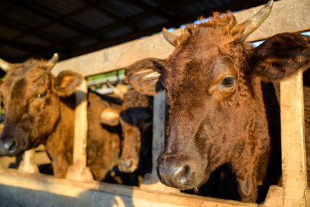Japanese Wagyu Cattle in Thailand, Breeding Mixed Breed Wagyu Cattle in a Rural Farm Concept : Herding or farmer raising Wagyu cattle in a cowshed. industrial farmの写真素材