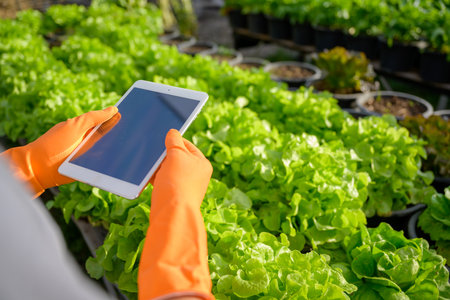 A young farmer is growing organic lettuce in the soil. Organic farmers monitor their organics to develop organically grown vegetables.の写真素材