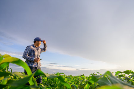 Asian young farmer Farmer working in the corn field checking the health of the corn plants in the field at sunsetの写真素材