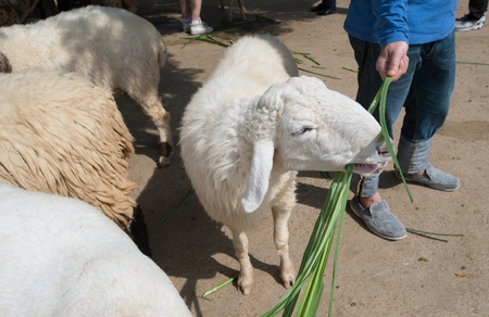 Cheep feeding from visitor people on cheep farmの写真素材